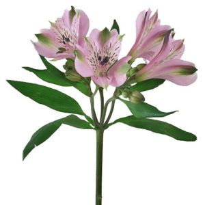 Stallion Concrete Color - Alstromeria