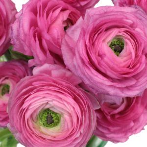 Stallion Concrete Color - Ranunculus