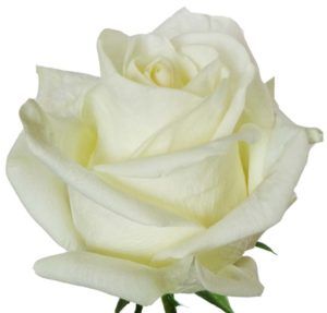 Stallion Concrete Color - Roses – Cream & White