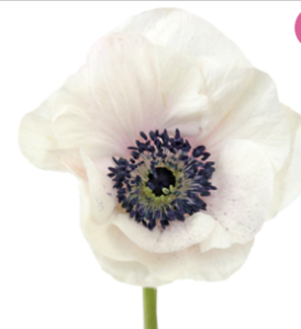 Stallion Concrete Color - Anemone