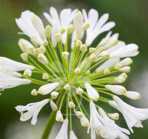 Stallion Concrete Color - Agapanthus