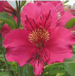 Stallion Concrete Color - Alstromeria