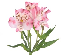 Stallion Concrete Color - Alstromeria