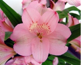 Stallion Concrete Color - Alstromeria