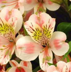 Stallion Concrete Color - Alstromeria