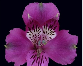 Stallion Concrete Color - Alstromeria