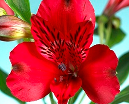 Stallion Concrete Color - Alstromeria