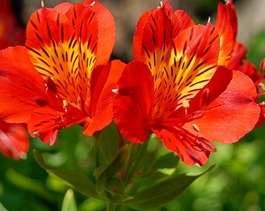 Stallion Concrete Color - Alstromeria