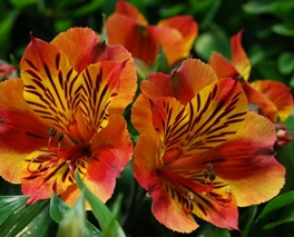 Stallion Concrete Color - Alstromeria