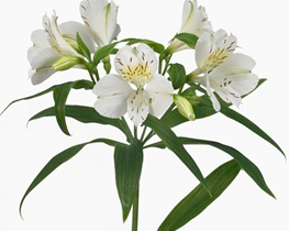 Stallion Concrete Color - Alstromeria