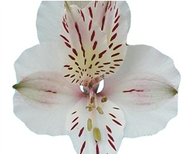 Stallion Concrete Color - Alstromeria