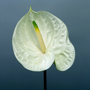 Stallion Concrete Color - Tropical & Exotic Flowers
