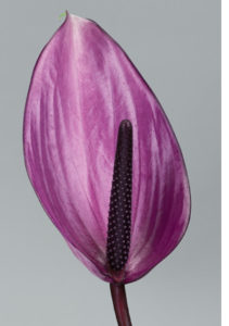 Stallion Concrete Color - Tropical & Exotic Flowers