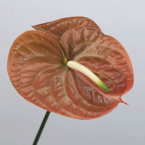 Stallion Concrete Color - Tropical & Exotic Flowers