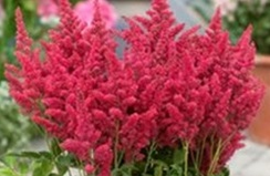 Stallion Concrete Color - Astilbe