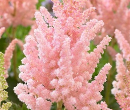 Stallion Concrete Color - Astilbe
