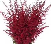 Stallion Concrete Color - Astilbe