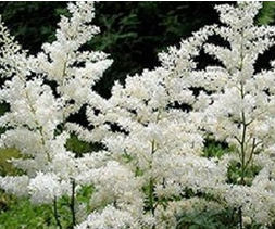 Stallion Concrete Color - Astilbe