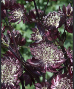 Stallion Concrete Color - Astrantia