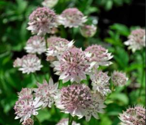 Stallion Concrete Color - Astrantia