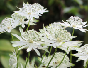 Stallion Concrete Color - Astrantia