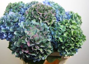 Stallion Concrete Color - Hydrangea