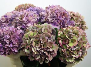 Stallion Concrete Color - Hydrangea