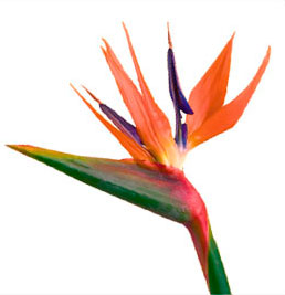 Stallion Concrete Color - Tropical & Exotic Flowers