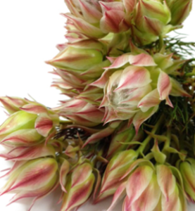 Stallion Concrete Color - Leucadendron