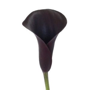 Stallion Concrete Color - Calla