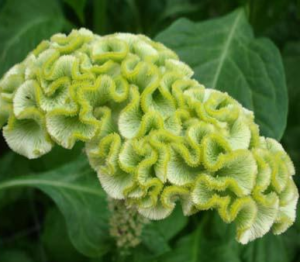 Stallion Concrete Color - Celosia