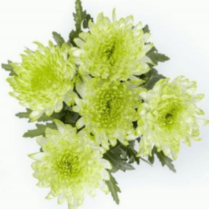Stallion Concrete Color - Mums – Button, Daisy, Cushion