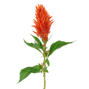 Stallion Concrete Color - Celosia