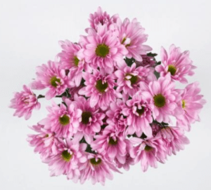 Stallion Concrete Color - Mums – Button, Daisy, Cushion