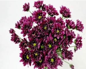 Stallion Concrete Color - Mums – Button, Daisy, Cushion