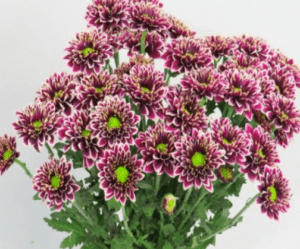 Stallion Concrete Color - Mums – Button, Daisy, Cushion