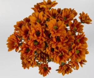 Stallion Concrete Color - Mums – Button, Daisy, Cushion