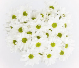 Stallion Concrete Color - Mums – Button, Daisy, Cushion