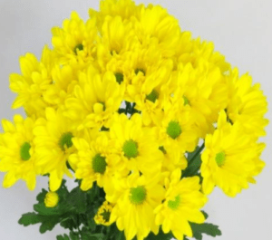 Stallion Concrete Color - Mums – Button, Daisy, Cushion