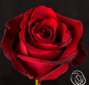 Stallion Concrete Color - Roses – Red
