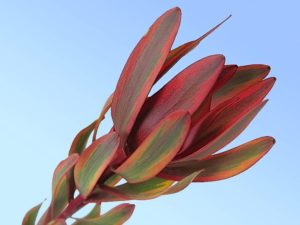 Stallion Concrete Color - Leucadendron
