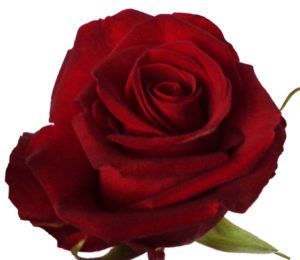 Stallion Concrete Color - Roses – Red