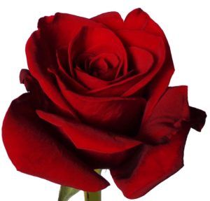 Stallion Concrete Color - Roses – Red