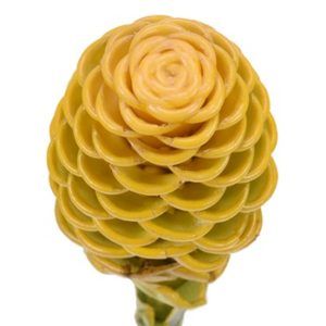 Stallion Concrete Color - Tropical & Exotic Flowers