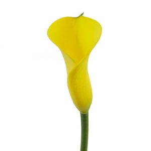 Stallion Concrete Color - Calla