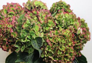 Stallion Concrete Color - Hydrangea