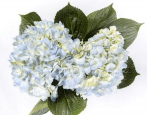 Stallion Concrete Color - Hydrangea