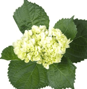 Stallion Concrete Color - Hydrangea