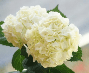 Stallion Concrete Color - Hydrangea