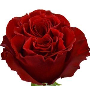 Stallion Concrete Color - Roses – Red
